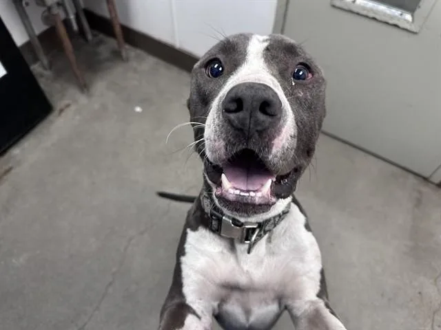 A young medium-sized male Pit Bull Terrier dog named Buck for adoption in Tucson, AZ