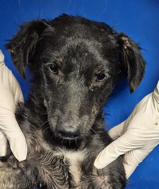 A young small-sized male Terrier dog named Rain for adoption in Bakersfield, CA