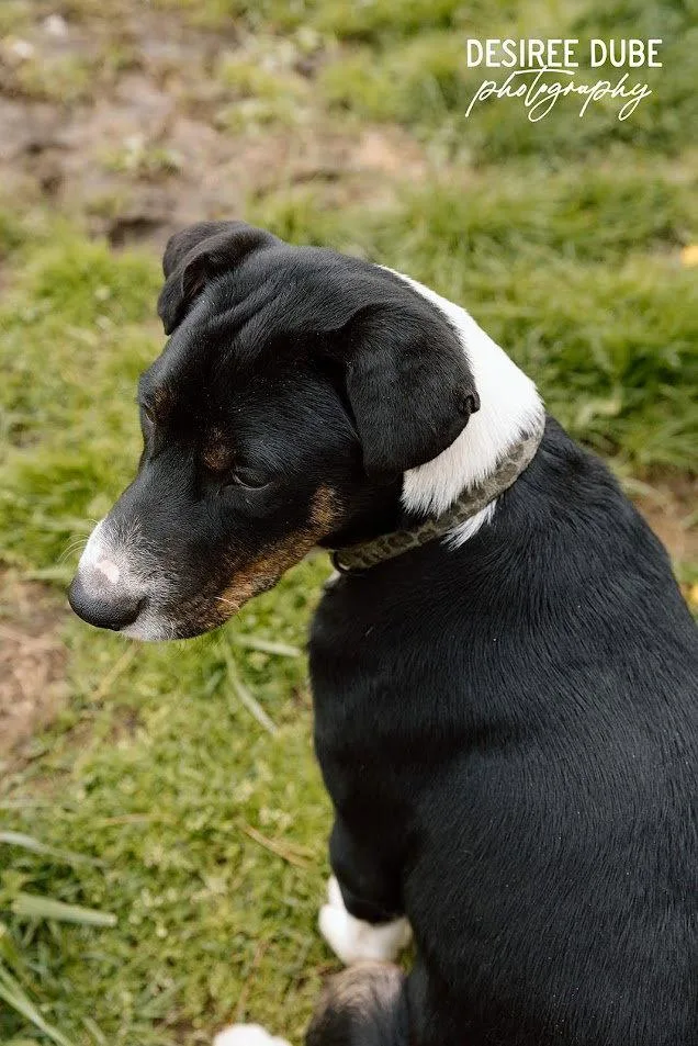 A baby large-sized male Australian Shepherd dog named Jacob Puppy for adoption in Cuyahoga Falls, OH