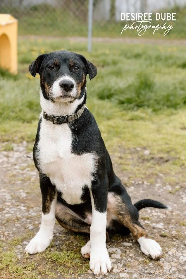 Jacob Puppy thumbnail 2