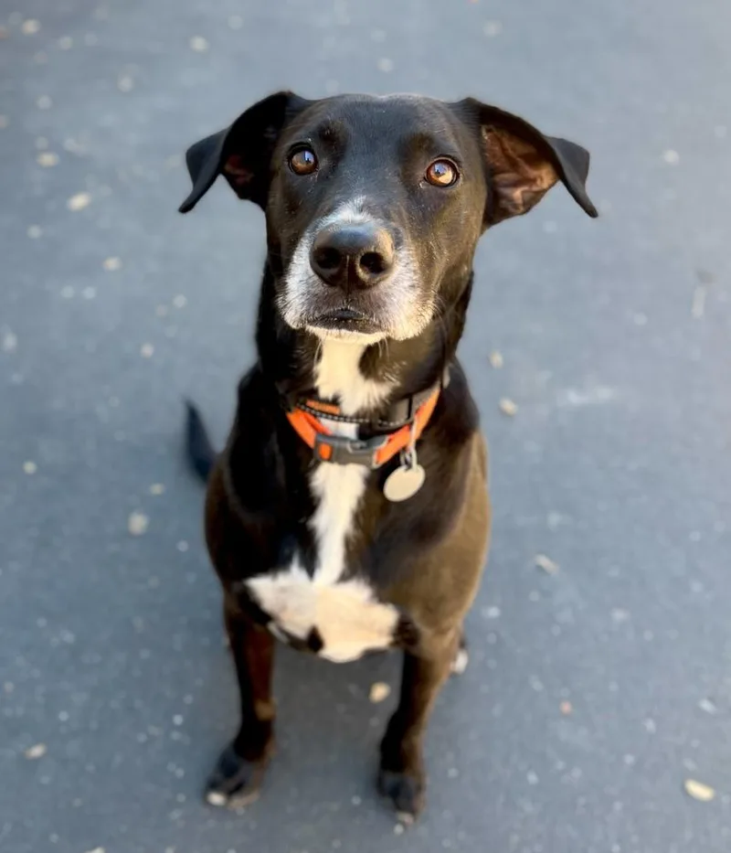 An adult medium-sized male Tricolor (Brown, Black, & White) Labrador Retriever dog named Pepper for adoption in Jamestown, CA