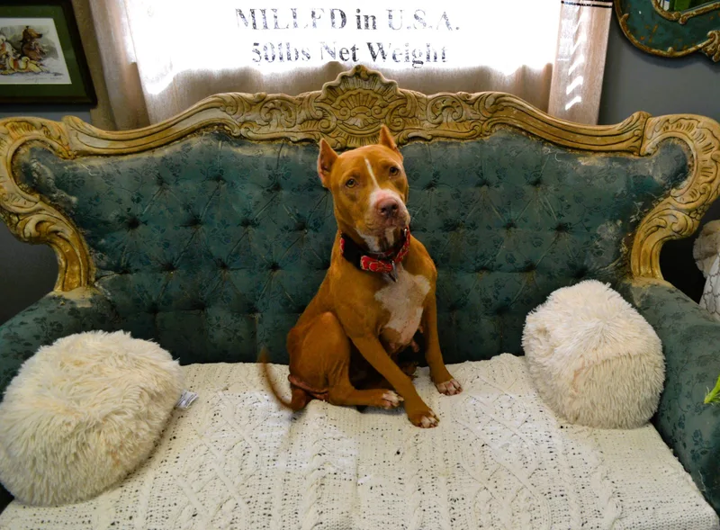 An adult medium-sized female Red / Chestnut / Orange Pit Bull Terrier dog named Ms. Jones for adoption in Jackson, LA