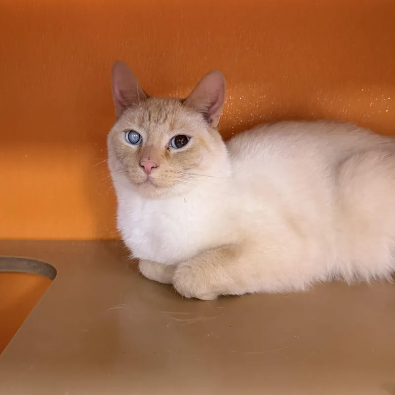 An adult medium-sized male White Domestic Short Hair cat named Spazzy for adoption in Elyria, OH