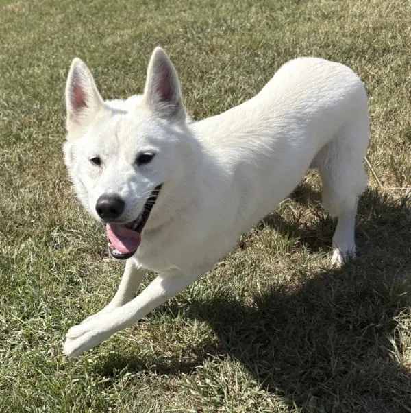 An adult large-sized male Siberian Husky dog named Hunter for adoption in Virginia Beach, VA