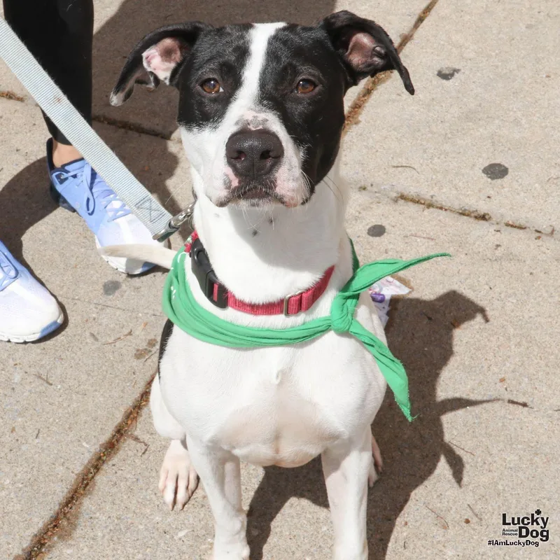 A young medium-sized male Pointer dog named Stormy for adoption in Washington, DC