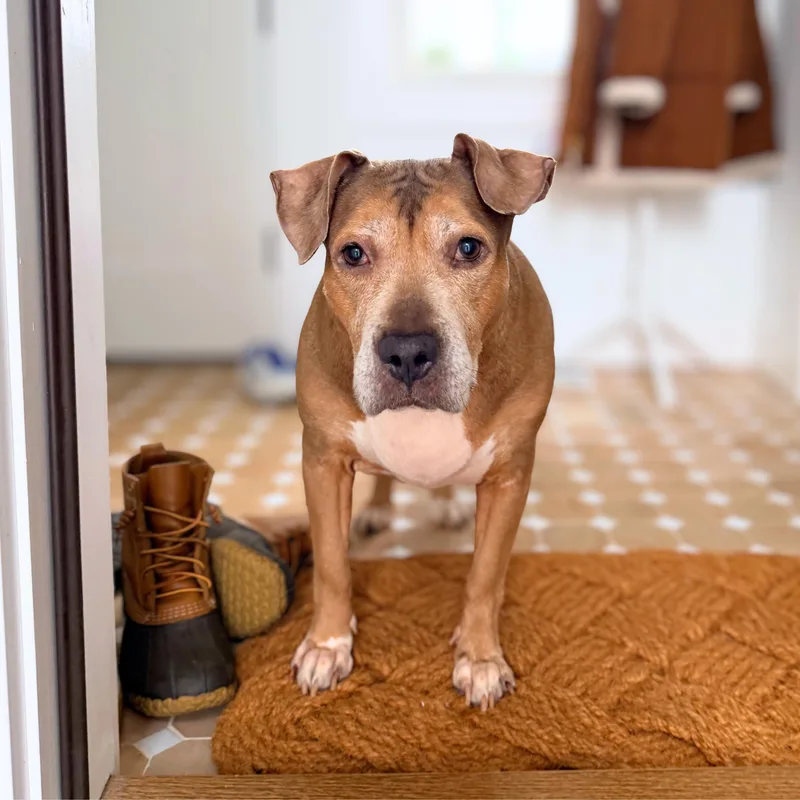A senior large-sized female Brown / Chocolate Pit Bull Terrier dog named Golden Hour for adoption in New York, NY
