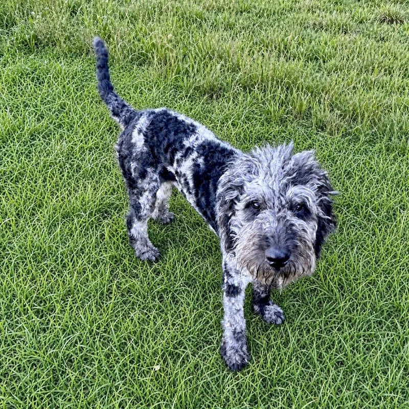 An adult medium-sized male Black Poodle dog named Pierre for adoption in Huntsville, AL