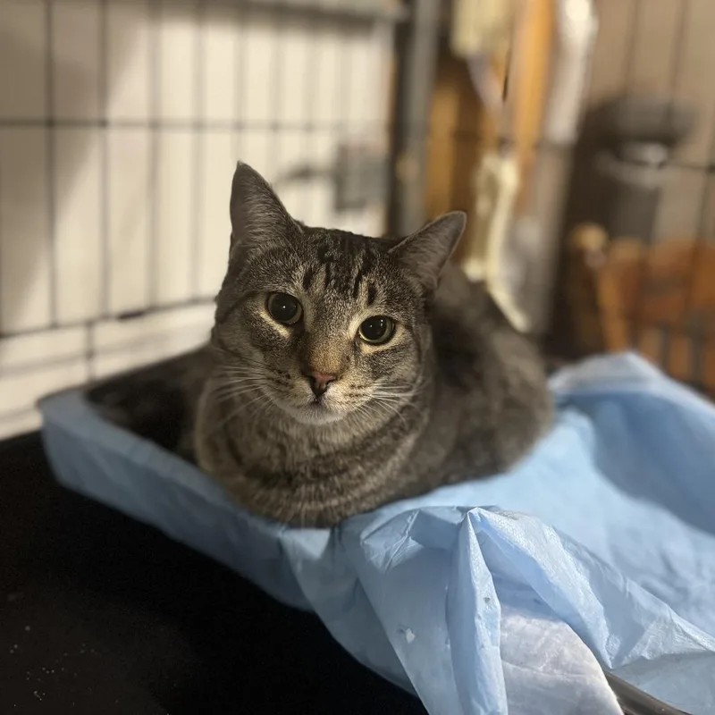 A young medium-sized male Buff / Tan / Fawn Domestic Short Hair cat named Lincoln ARC for adoption in Akron, NY