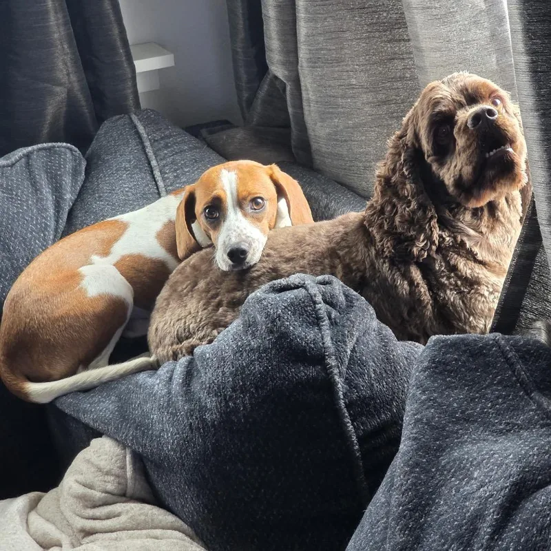 A young small-sized female Brown / Chocolate Beagle dog named Maple for adoption in Austin, TX