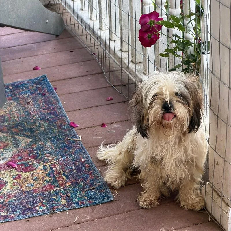 Daisy
