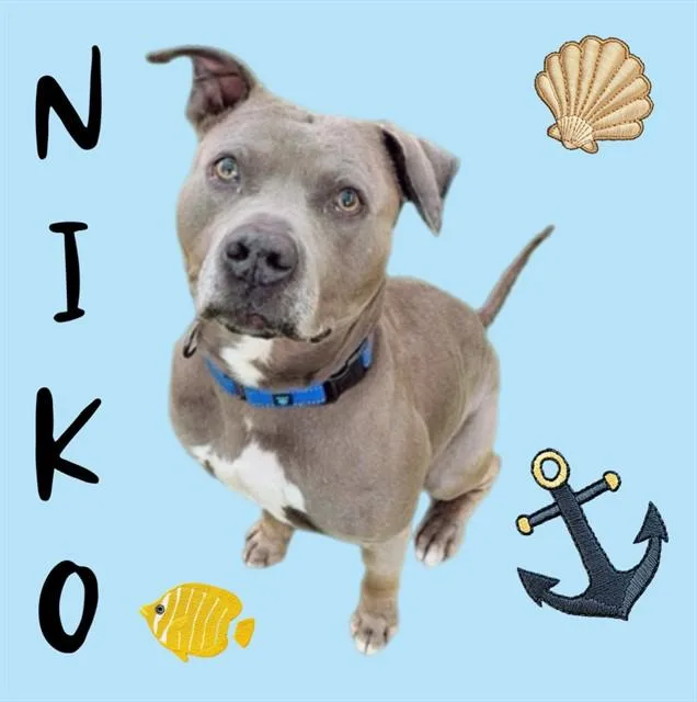 An adult large-sized male Pit Bull Terrier dog named Niko for adoption in Sarasota, FL