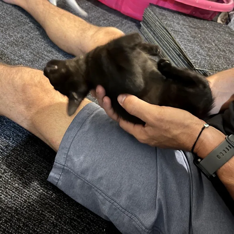 A baby small-sized female Black Domestic Short Hair cat named Jet for adoption in Sarasota, FL