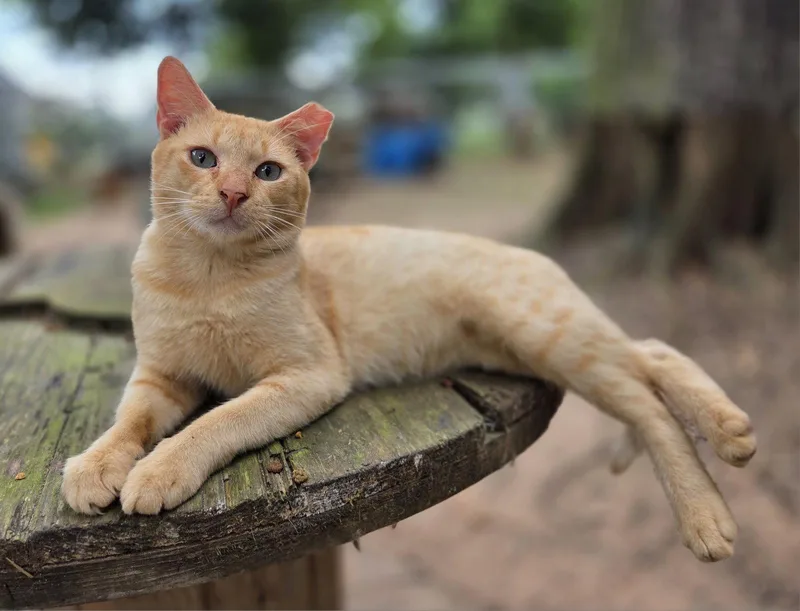 A young medium-sized male Domestic Short Hair cat named Orangey for adoption in Magnolia Springs, AL