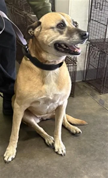 An adult large-sized female Mixed Breed dog named Honey for adoption in Los Angeles, CA