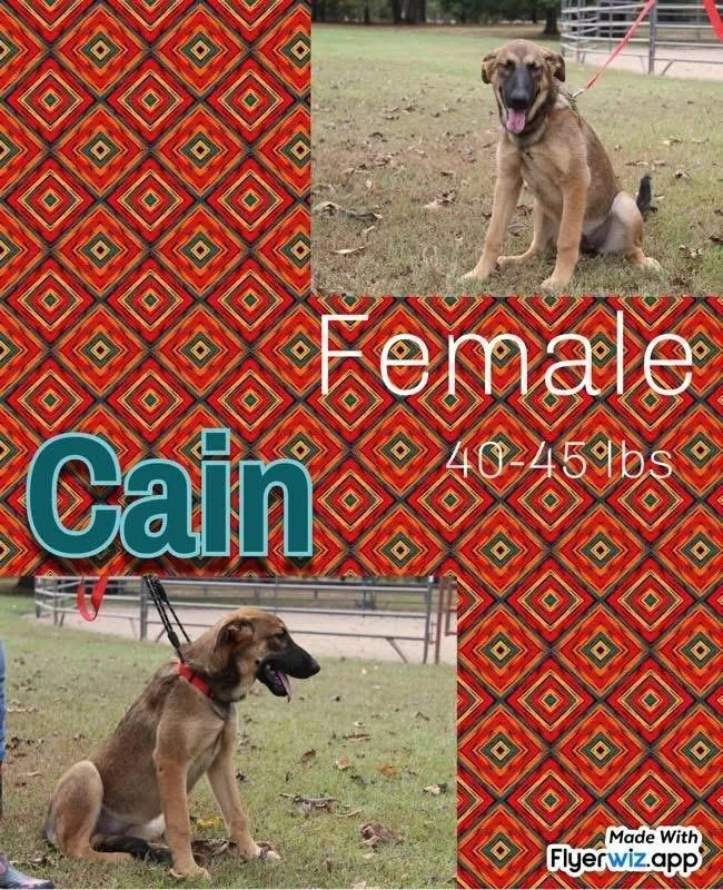 The Shepherd Litter thumbnail 2