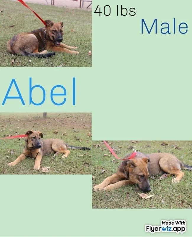 The Shepherd Litter thumbnail 3