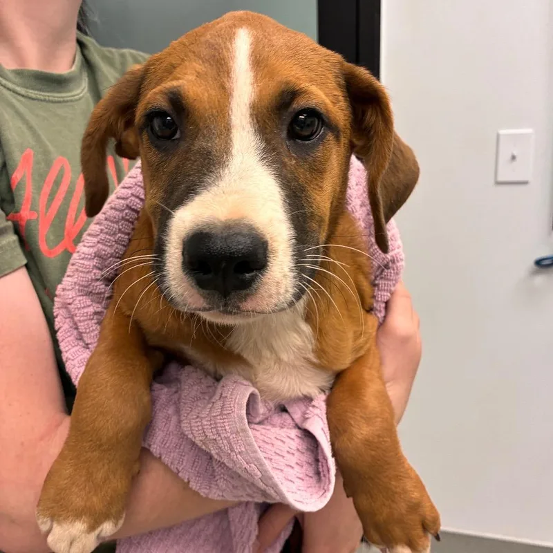 A baby medium-sized male Red / Chestnut / Orange Mixed Breed dog named West for adoption in Abilene, TX