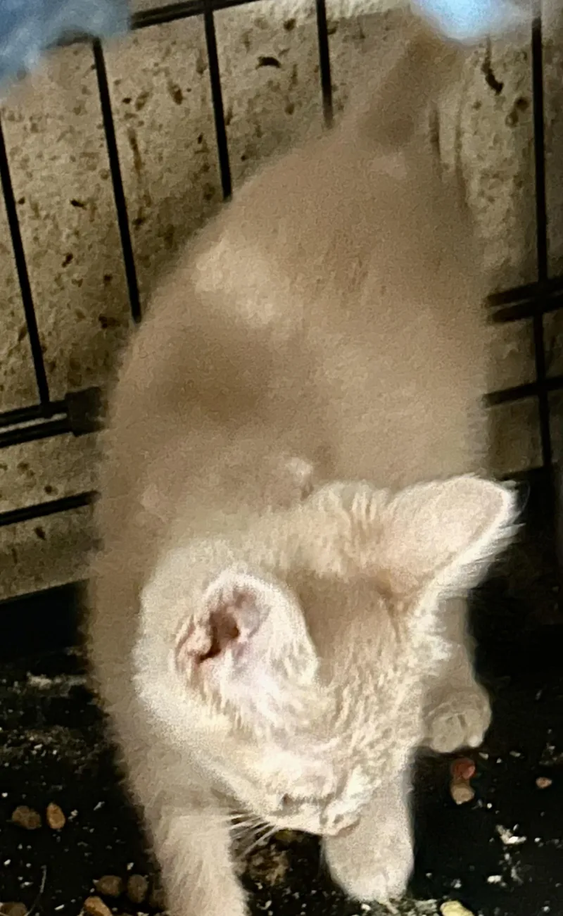 A baby large-sized female Tabby cat named Furbe for adoption in New Orleans, LA