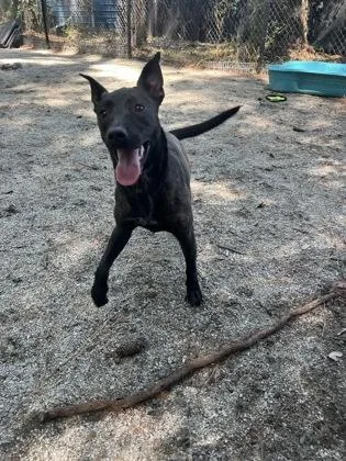 A young medium-sized female Black Mixed Breed dog named Naveena for adoption in Georgetown, SC