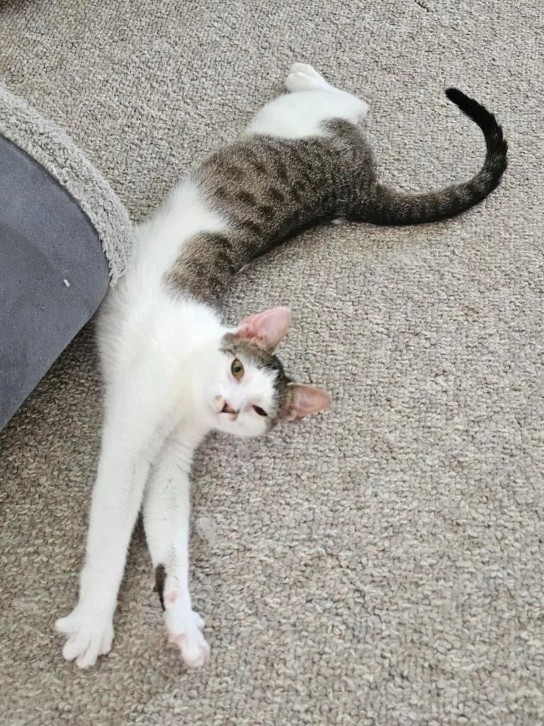 A baby medium-sized female Domestic Short Hair cat named Oreo for adoption in Manchester, TN