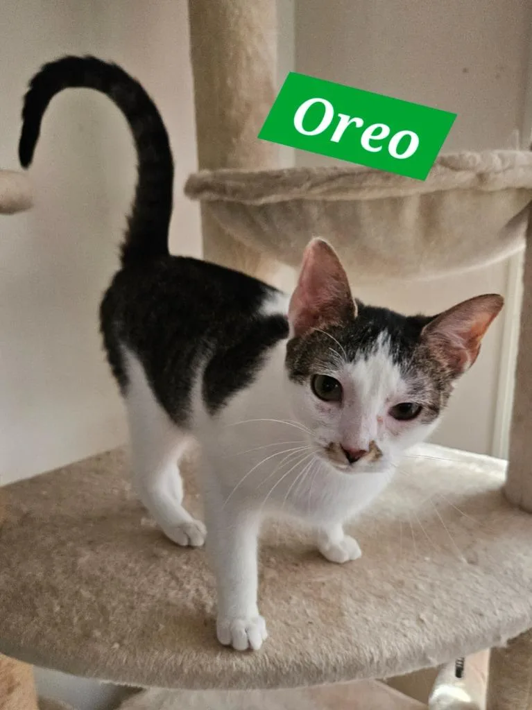 Oreo thumbnail 2