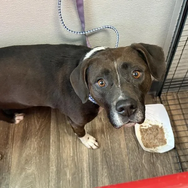 An adult medium-sized female Pit Bull Terrier dog named Purpol for adoption in San Diego, CA