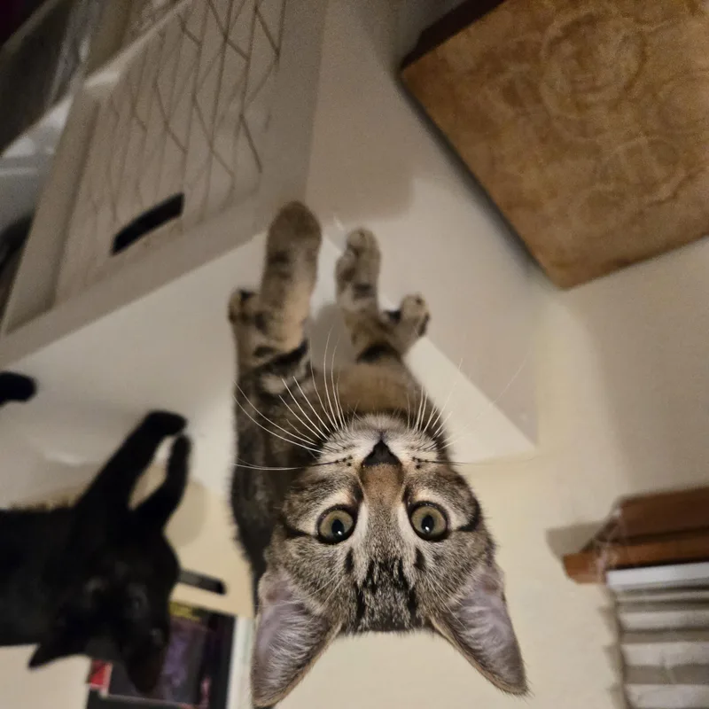 A baby small-sized male Tabby (Brown / Chocolate) Domestic Short Hair cat named Mistery for adoption in Liverpool, TX