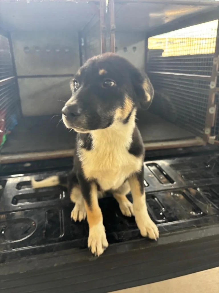 A baby small-sized male Australian Cattle Dog / Blue Heeler dog named Clyde for adoption in Belton, TX