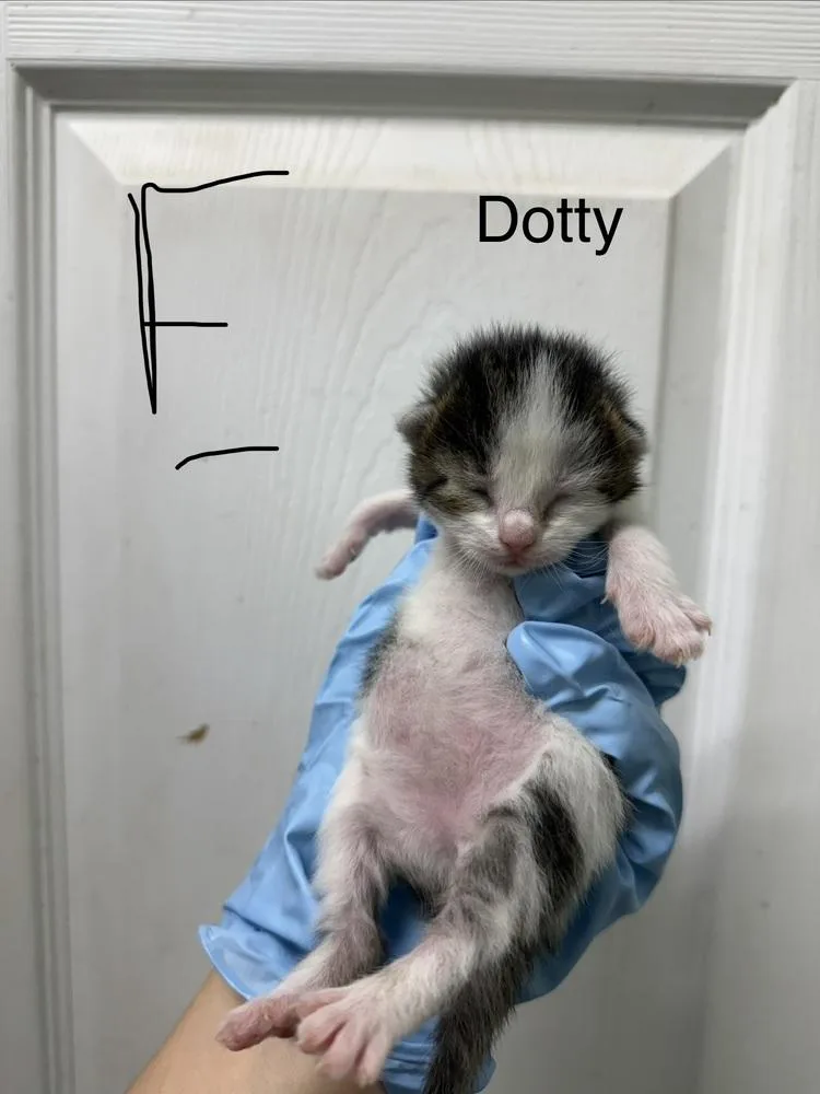 A baby small-sized female Black & White / Tuxedo Domestic Short Hair cat named Dotty for adoption in Evansville, IN