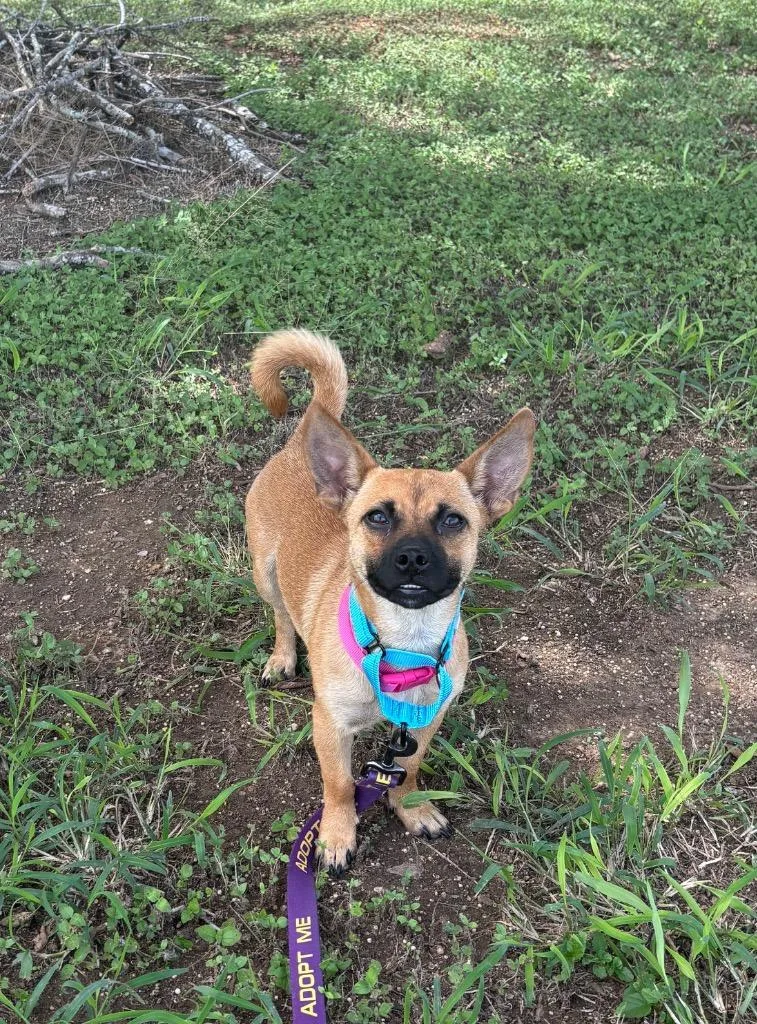 Bella