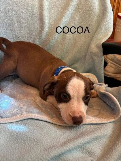 Cocoa