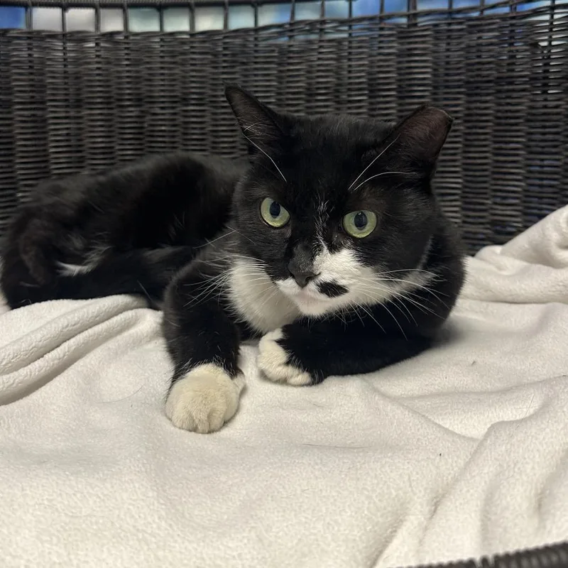 An adult medium-sized female Black Domestic Short Hair cat named June for adoption in Henderson, NV