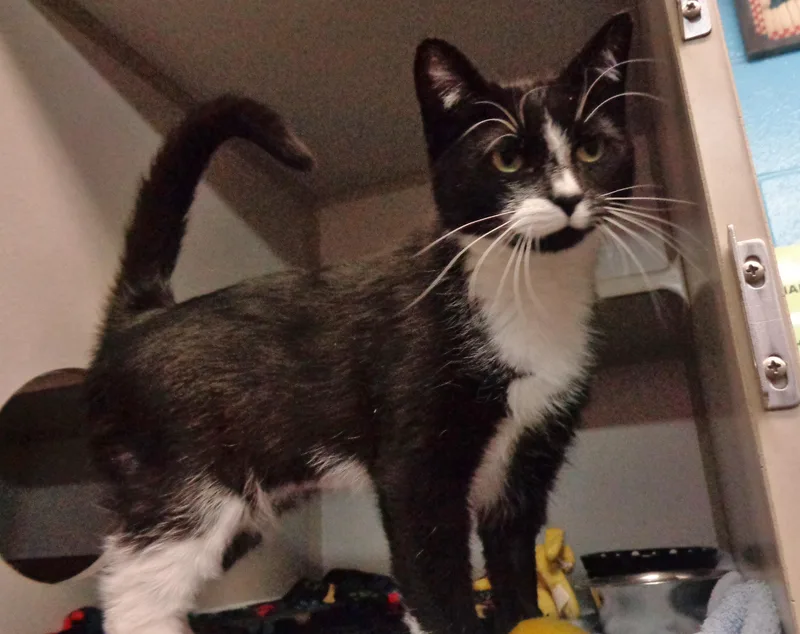 A baby small-sized female Black & White / Tuxedo Domestic Short Hair cat named Yuma for adoption in Delhi, NY