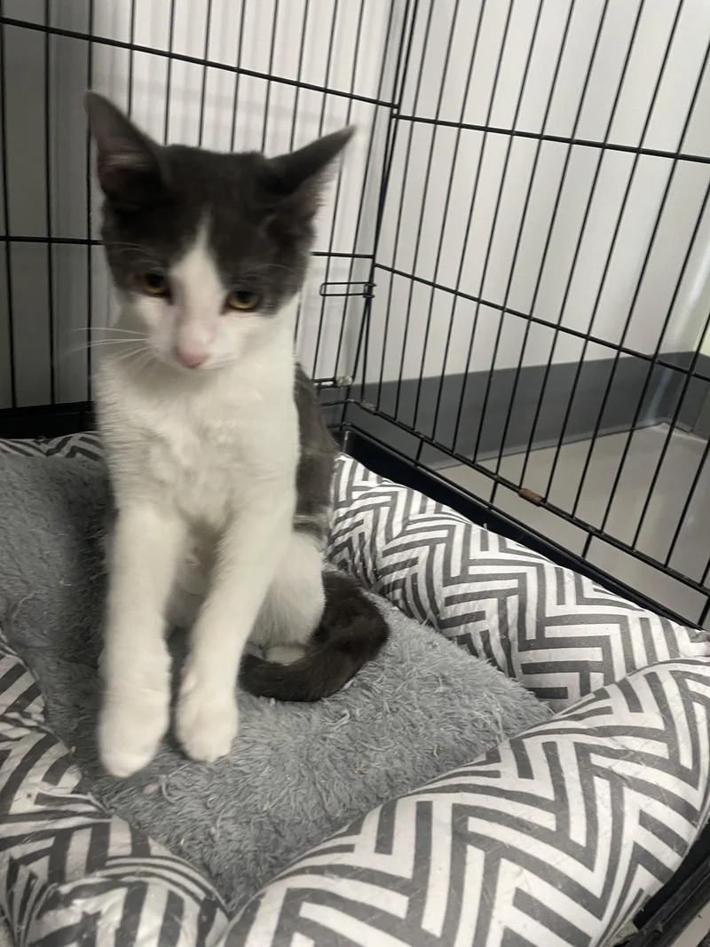 An adult medium-sized male Gray & White Domestic Short Hair cat named Hamish for adoption in Georgetown, KY