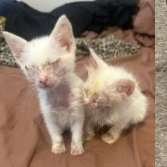 A baby small-sized male White Domestic Short Hair cat named Mingze for adoption in Austin, TX