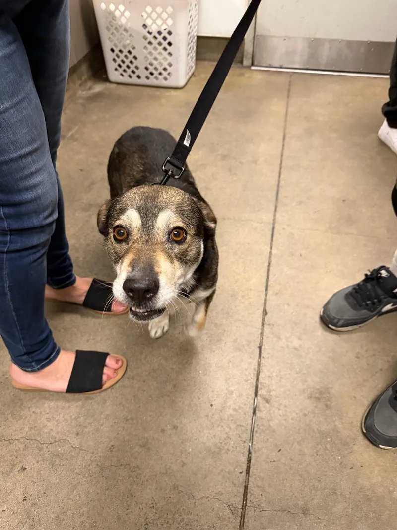 An adult medium-sized male Terrier dog named Chubbies for adoption in Van Nuys, CA
