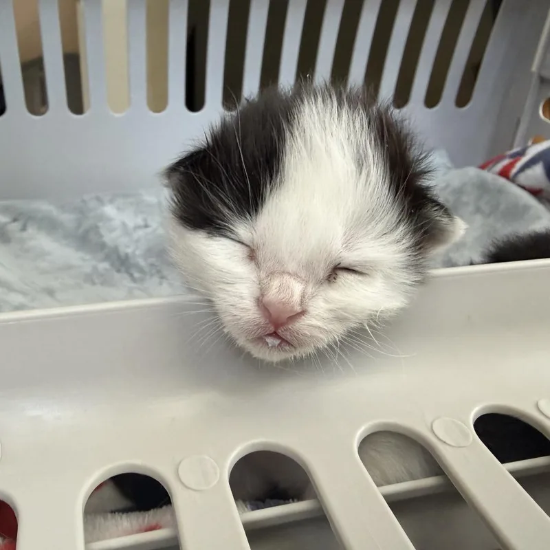 A baby small-sized female Domestic Medium Hair cat named Willow for adoption in Los Angeles, CA