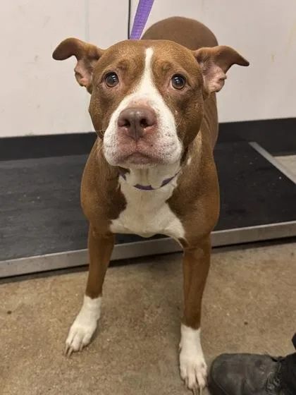 An adult medium-sized female Brown / Chocolate Pit Bull Terrier dog named Hazel for adoption in Cleveland, OH