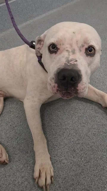 An adult large-sized male Dogo Argentino dog named Romeo for adoption in Indianapolis, IN