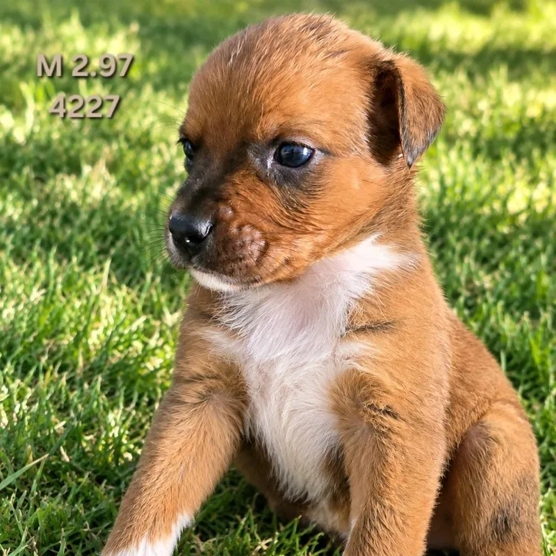 A baby medium-sized male Border Collie dog named Dean for adoption in Klamath Falls, OR