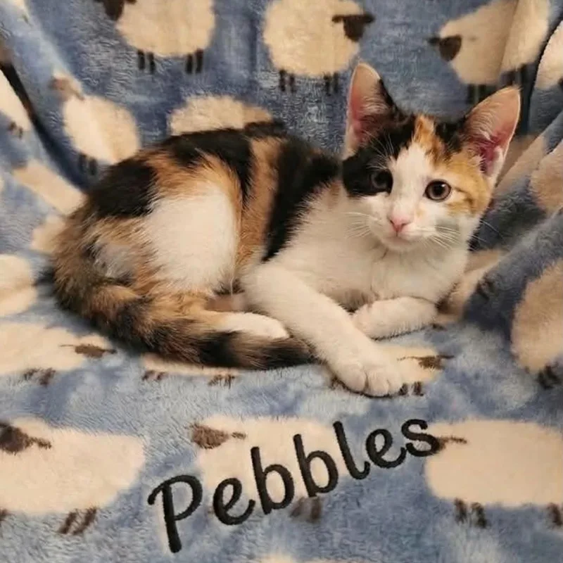 Pebbles thumbnail 2