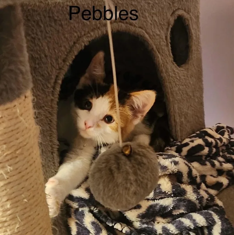 Pebbles thumbnail 3