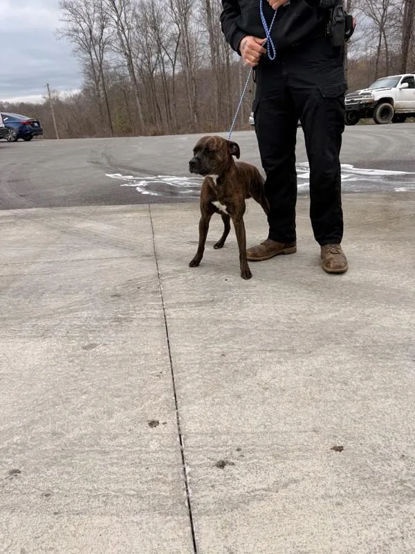 An adult large-sized male Pit Bull Terrier dog named Rogan for adoption in Campbellsville, KY