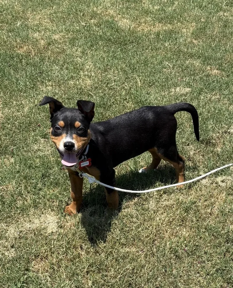 A baby small-sized female Terrier dog named Hattie for adoption in Boston, MA