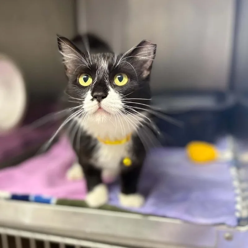 A young small-sized female Black Domestic Medium Hair cat named Gemma for adoption in Stephenville, TX