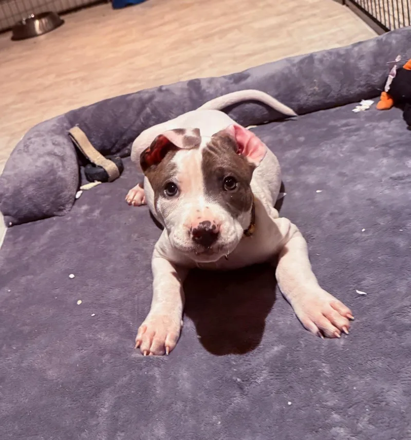 A baby medium-sized male White / Cream Terrier dog named Pooh Bear for adoption in Plainfield, IL
