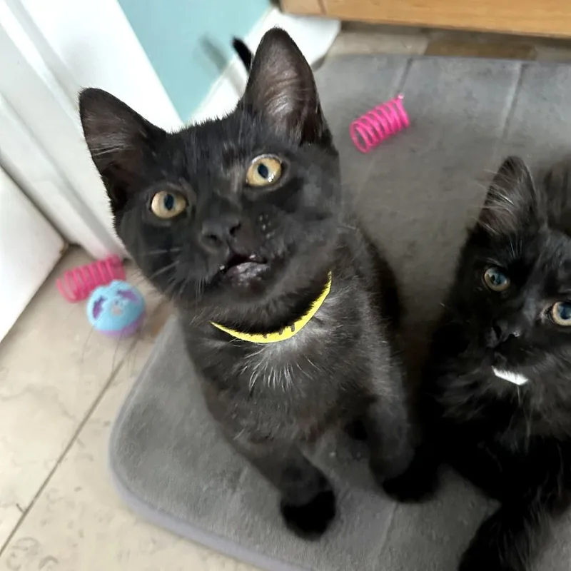 A baby small-sized female Black Domestic Short Hair cat named Xenomorph for adoption in Woodinville, WA