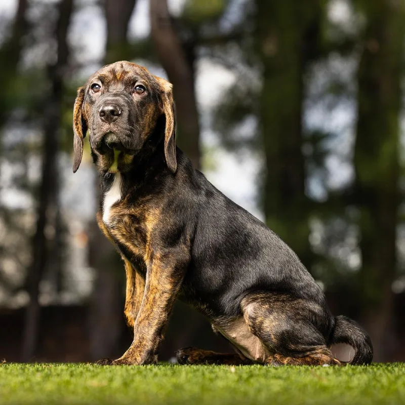 A baby small-sized female Black Coonhound dog named Winnie for adoption in Jupiter, FL
