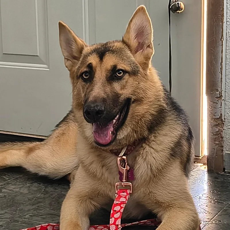 A young large-sized female Black German Shepherd Dog dog named Zoe for adoption in Othello, WA