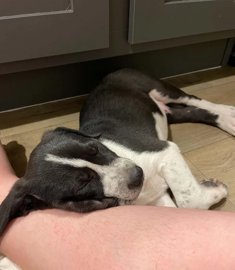 A baby large-sized male Black English Pointer dog named Duncan for adoption in Gregory, TX